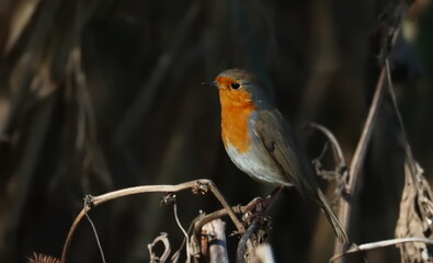 European Robin on branch, Erithacus rubecula, birds of Montenegro