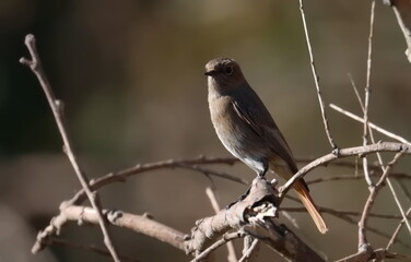Common redstart on branch, Phoenicurus phoenicurus, birds of Montenegro