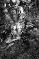 Sentier P&egrave;re Buteux 15 Novembre 2024 - N&B