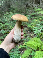 mushroom in the forest