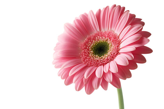 Gerbera flower isolated png on a transparent background