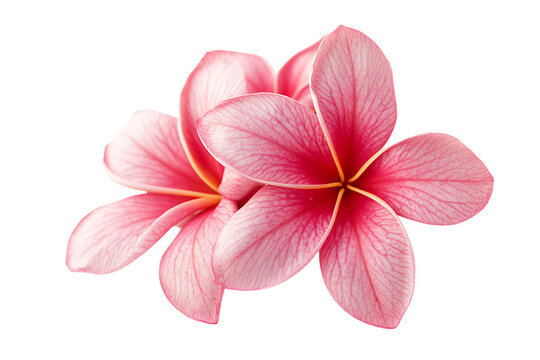 Frangipani flower isolated png on a transparent background