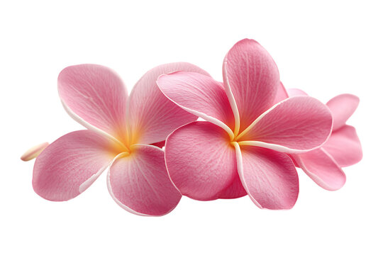 Frangipani isolated png on a transparent background