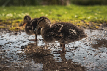 Ducklings in a park