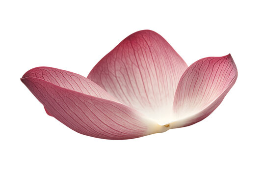 Closeup on lotus petal isolated png on a transparent background