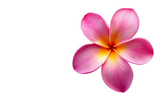 Frangipani flower isolated png on a transparent background