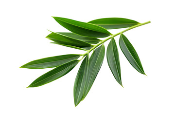 Eurycoma longifolia isolated png on a transparent background