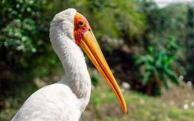 Side view of Yellow-billed Stork. Close-up