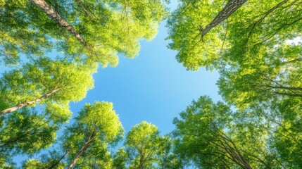 Fototapeta premium Looking up at a bright blue sky through the canopy of trees with vibrant green leaves.