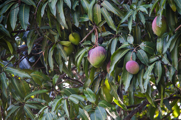 Mangoes on a mango tree in Rio de Janeiro.