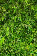Interior decoration Green Leaves Background - Close-up Nature Texture, wall plant