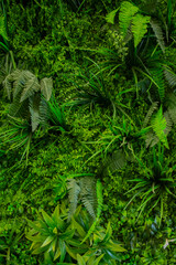 Interior decoration Green Leaves Background - Close-up Nature Texture, wall plant
