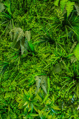 Fototapeta premium Interior decoration Green Leaves Background - Close-up Nature Texture, wall plant