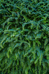 Interior decoration Green Leaves Background - Close-up Nature Texture, wall plant