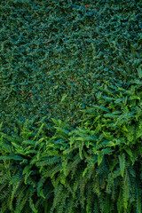 Interior decoration Green Leaves Background - Close-up Nature Texture, wall plant