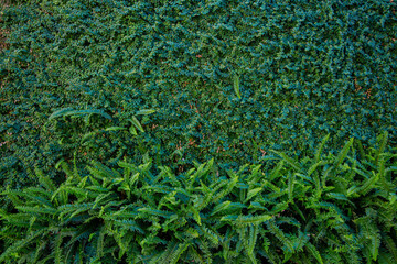 Interior decoration Green Leaves Background - Close-up Nature Texture, wall plant