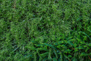 Interior decoration Green Leaves Background - Close-up Nature Texture, wall plant
