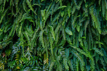 Interior decoration Green Leaves Background - Close-up Nature Texture, wall plant