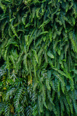 Interior decoration Green Leaves Background - Close-up Nature Texture, wall plant
