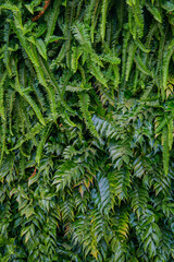 Interior decoration Green Leaves Background - Close-up Nature Texture, wall plant