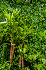 Interior decoration Green Leaves Background - Close-up Nature Texture, wall plant