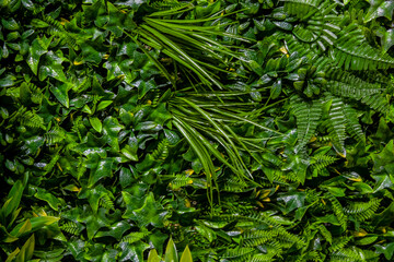 Interior decoration Green Leaves Background - Close-up Nature Texture, wall plant