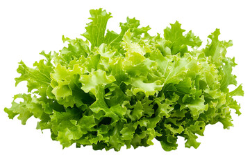 Obraz premium Mizuna lettuce Japanese Mustard vegetable salad for good health isolated png on a transparent background