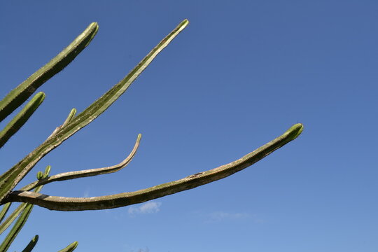 Folhas de cactos apontando para o c&eacute;u 