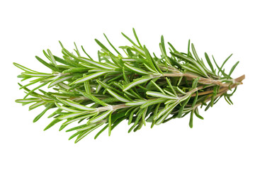 Fototapeta premium Rosemary isolated png on a transparent background