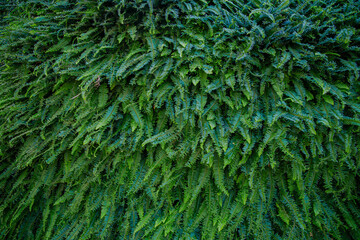 Green background nature wall vertical garden at interior and exterior decoration home or office for living in good relax space.
