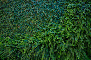 Green background nature wall vertical garden at interior and exterior decoration home or office for living in good relax space.