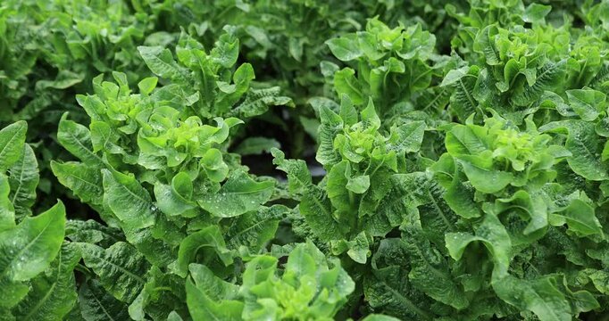Green stem lettuce crops in garden