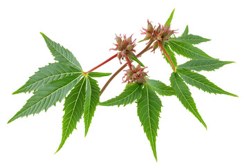 Castor oil plant isolated png on a transparent background