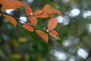 秋を感じる紅葉