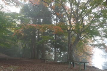 秋を感じる紅葉