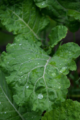 Natural organic cabbage leaves with water drops on top. Kale is a leafy green vegetable known for its robust flavor and impressive nutritional profile.