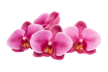 Obraz premium Orchid Flower isolated png on a transparent background