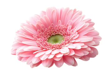 Pink gerbera flower isolated png on a transparent background