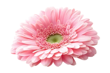  Pink gerbera flower isolated png on a transparent background © PNGStudio