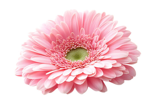 Pink gerbera flower isolated png on a transparent background