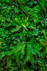 Green background nature wall vertical garden at interior and exterior decoration home or office for living in good relax space.