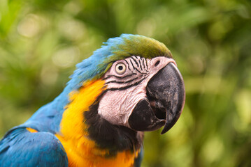 The blue-and-yellow macaw (Ara ararauna) is a majestic tropical parrot with bright blue and golden yellow plumage.