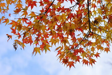 岐阜県郡上市の赤と黄色のもみじと曇り空