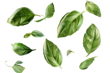 Fototapeta premium Basil leaves isolated png on a transparent background