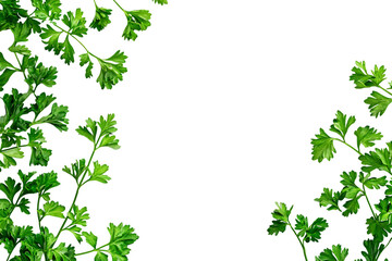 Parsley herb isolated png on a transparent background
