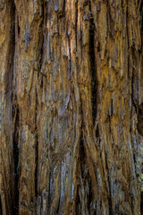 Rough tree bark closeup. Textured pine bark. Cracked bark, nature texture background. Tree trunk in the forest, tree texture pattern, Dry bark texture