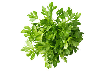 Parsley isolated png on a transparent background