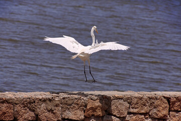 White heron flying and landing on rocks and the sea in the background on a sunny day.
