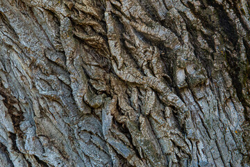 Rough tree bark closeup. Textured pine bark. Cracked bark, nature texture background. Tree trunk in the forest, tree texture pattern, Dry bark texture