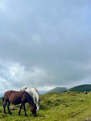 Azores Horses
